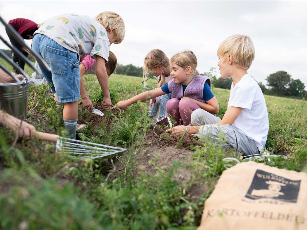 Kinder buddeln mit Schaufeln und Eimern Kartoffeln auf dem Feld von Gut Wulksfelde